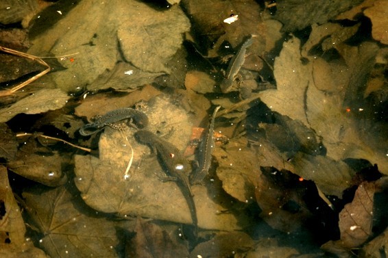 Image of Alpine Newt