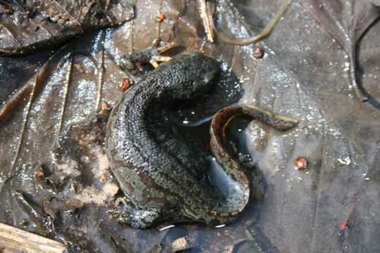 Image of Alpine Newt