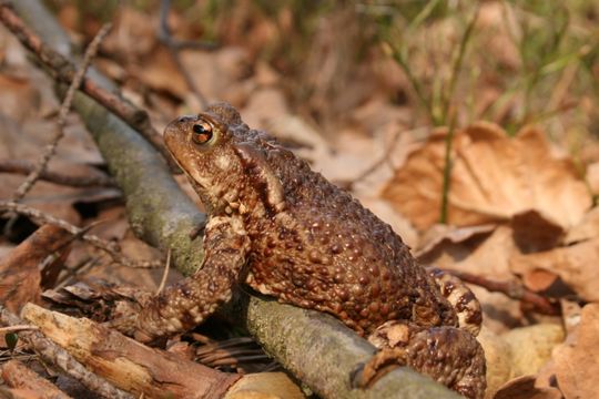 Image of Common Toad