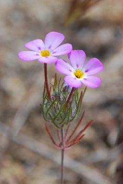 Image of mustang clover