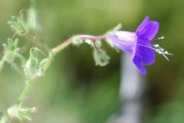 Image of wild canterbury bells