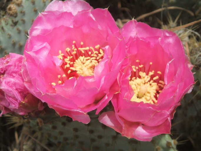 Image of Bakersfield cactus