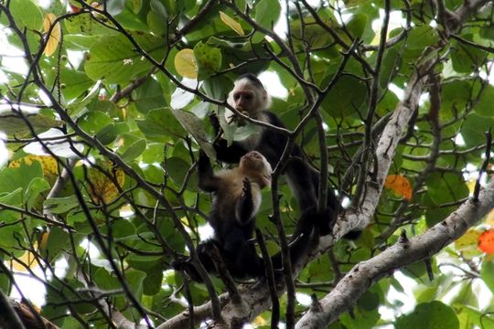 Image of white-faced capuchin