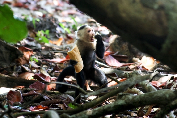 Imagem de Macaco-prego-de-cara-branca