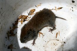 Image of Gray Red-backed Vole