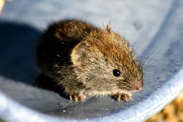 Image of Gray Red-backed Vole