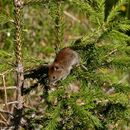 Image of Northern Red-backed Vole