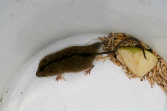 Image of Northern Birch Mouse