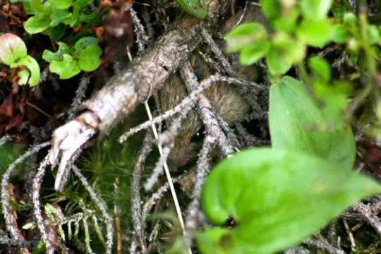 Image of Northern Birch Mouse