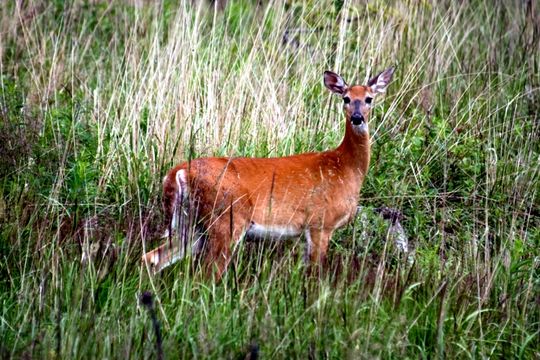 Image of White-tailed deer