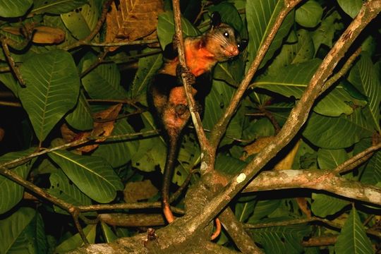 Image of Black-eared Opossum