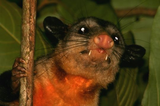 Image of Black-eared Opossum