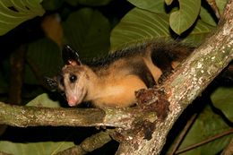 Image of Black-eared Opossum