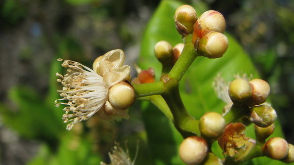 Myrcia ilheosensis Kiaersk.的圖片