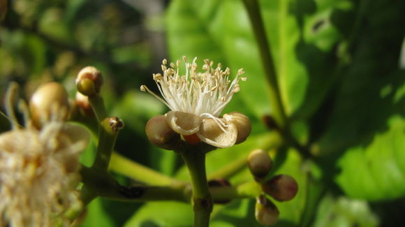 Image of Myrcia ilheosensis Kiaersk.