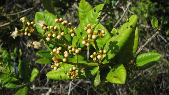 Myrcia ilheosensis Kiaersk.的圖片