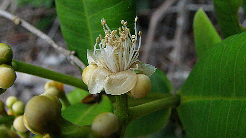 Image de Myrcia ilheosensis Kiaersk.