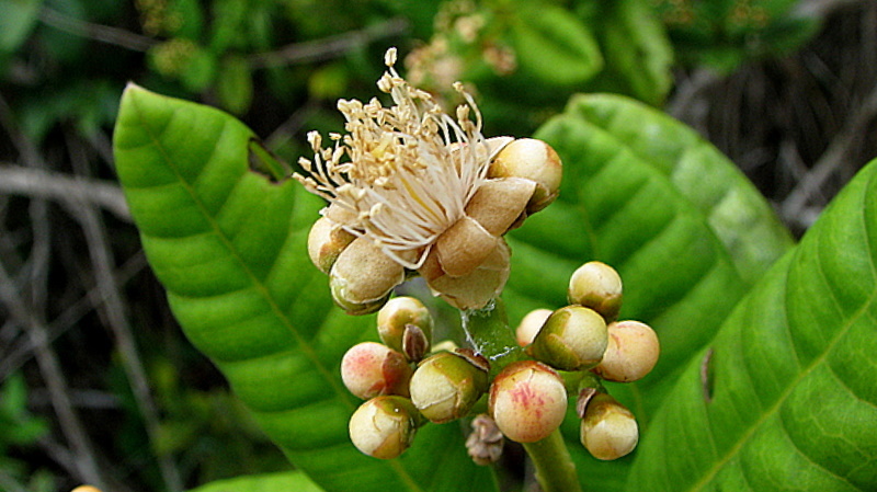 Myrcia ilheosensis Kiaersk.的圖片