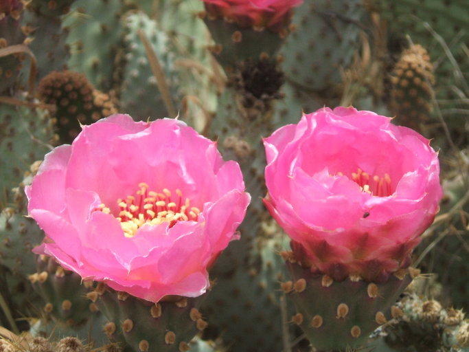 Image of Bakersfield cactus