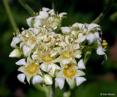 Слика од Boykinia major A. Gray