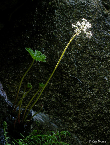 Imagem de Darmera peltata (Torr. ex Benth.) Voss