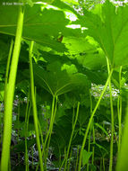 Image of Indian rhubarb