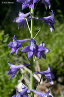 Sivun Delphinium glaucum S. Wats. kuva