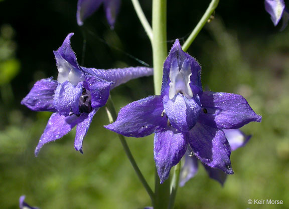 Image of Sierra larkspur