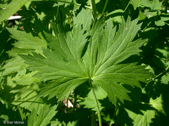 Image of Sierra larkspur