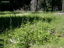 Sivun Delphinium glaucum S. Wats. kuva