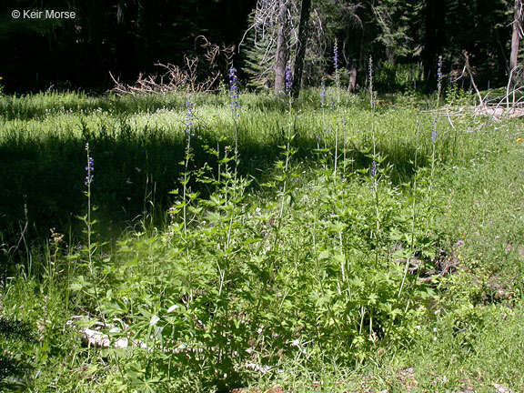 Image of Sierra larkspur