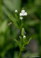 Image of threepetal bedstraw