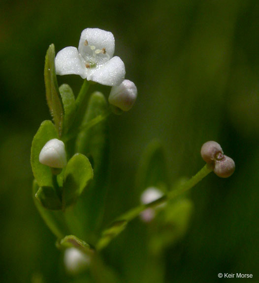 Image of threepetal bedstraw