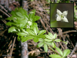 Image of fragrant bedstraw