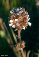 Image of smallflower horkelia