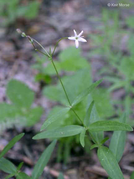 Image of milk kelloggia