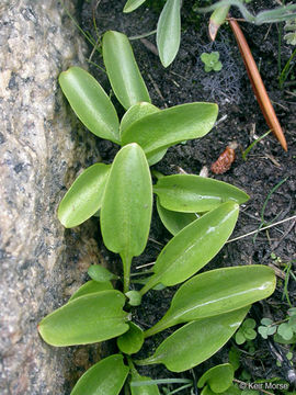 Слика од Parnassia palustris L.