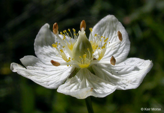 Image of Bog Star