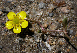 Image of Lesser Spearwort