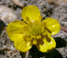 Image of Lesser Spearwort