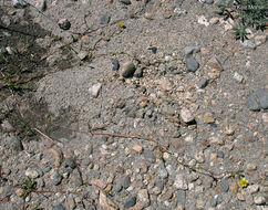 Image of Lesser Spearwort