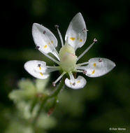 Imagem de Micranthes bryophora (A. Gray) Brouillet & Gornall