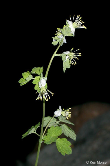 Image of Few-Flower Meadow-Rue