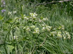 Image of Few-Flower Meadow-Rue