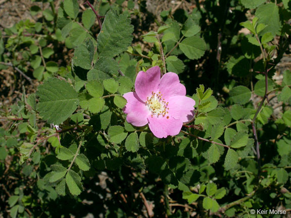 Rosa bridgesii Crepin ex Rydb. resmi