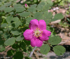 Rosa bridgesii Crepin ex Rydb. resmi