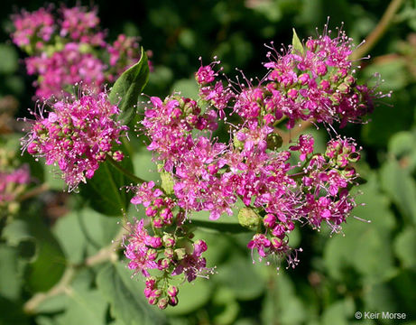 صورة Spiraea splendens Baumann ex K. Koch