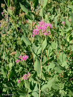 صورة Spiraea splendens Baumann ex K. Koch