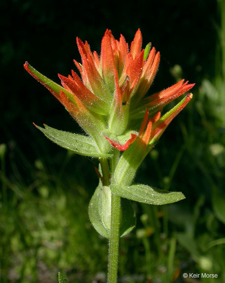 Image of wavyleaf Indian paintbrush