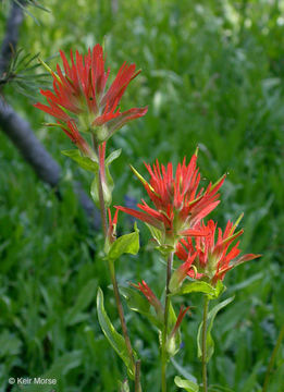 Image of wavyleaf Indian paintbrush